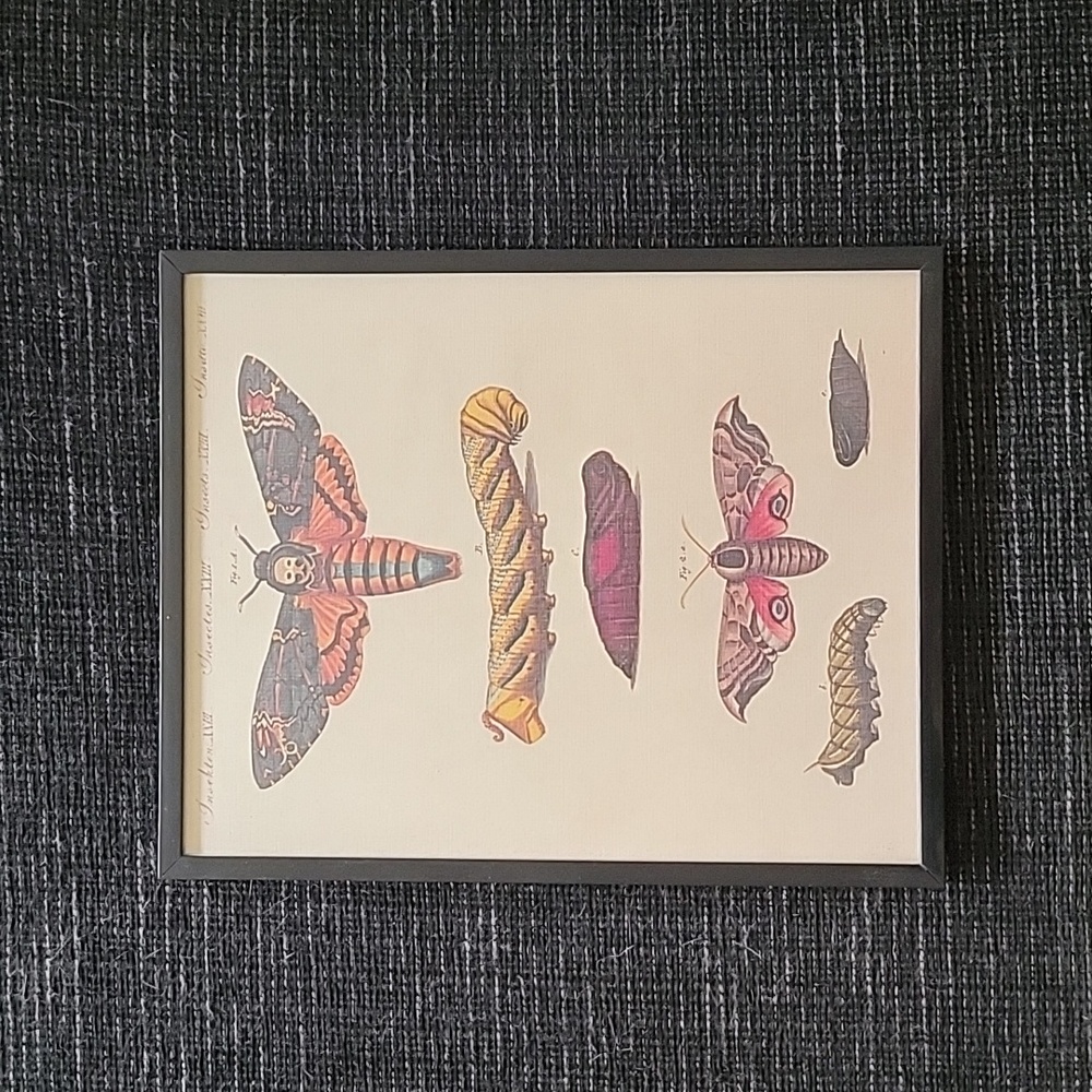 Death Head Moth framed print